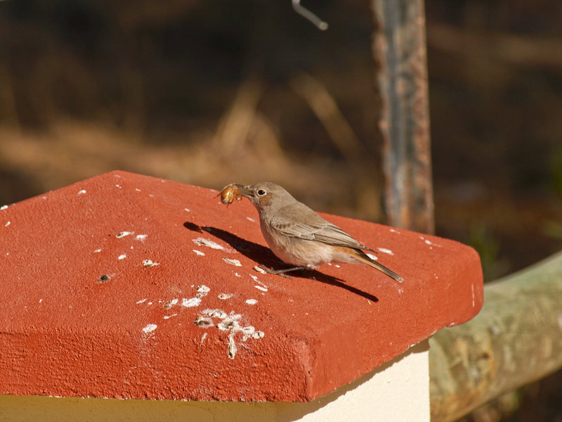 Bird, Namib Desert Lodge